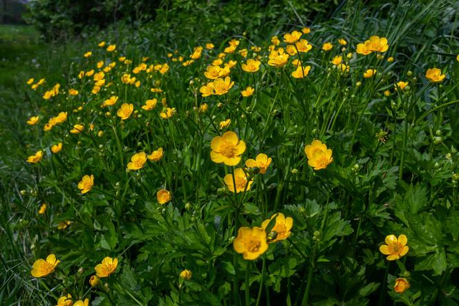 Jaskier rozłogowy (Ranunculus repens)