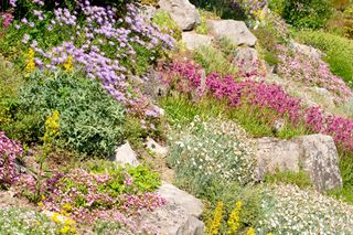 Skalniaki: rosliny i kamienie w ogrodowej kompozycji