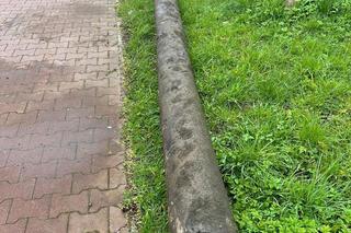 Wysprzątano rzekę Pisę. Natrafiono na unikatowe w skali kraju znalezisko! [ZDJĘCIA]