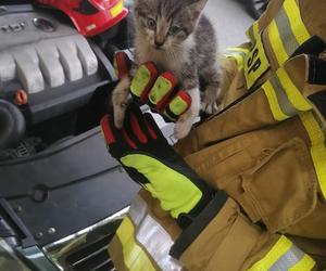 Strażacy uratowali kota