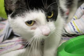 Koty czekają na adopcję