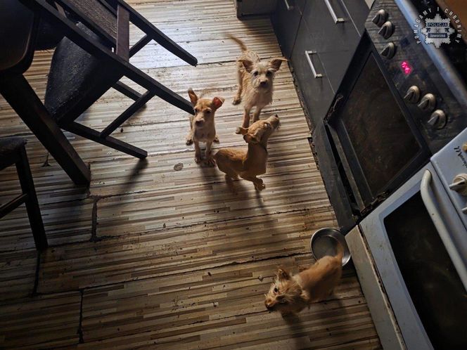 Psy przebywały w koszmarnych warunkach