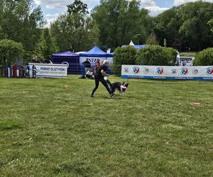 Festiwal Przyjaciół Zwierząt w Olsztynie. Park Centralny opanowały radosne pieski