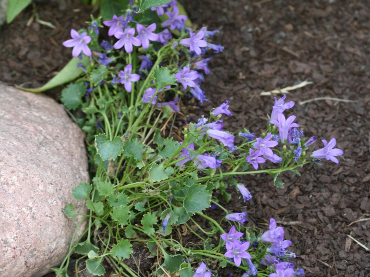 Dzwonek Poszarskiego - Campanula poscharskyana