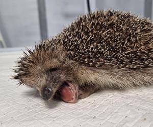 Ekostraż ratuje nie tylko psy i koty. Ile kosztuje leczenie jeża? Zobacz, jak ono wygląda