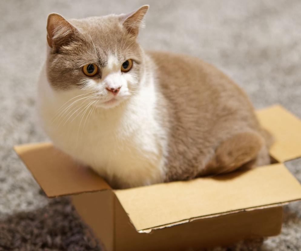 Dlaczego koty wchodzą do kartonów? Każdy właściciel powinien to wiedzieć! 