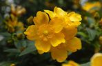 Dziurawiec 'Hidcote'