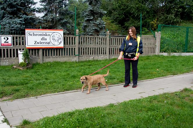 Schronisko dla zwierząt w Białymstoku ma nową nazwę - Dolina Dolistówki
