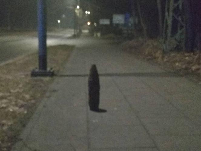 Gdańsk: Pocisk artyleryjski na chodniku! Saperzy w akcji [ZDJĘCIA]