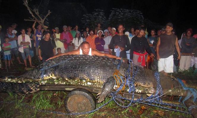 Filipiny: Krokodyl GIGANT złapany 