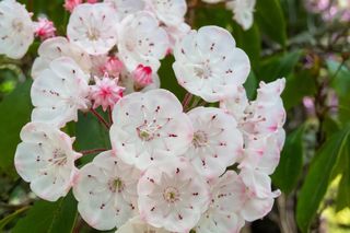 Kalmia to równie piękna kuzynka rododendrona. Kiedy kwitnie kalmia, czy jest trująca?