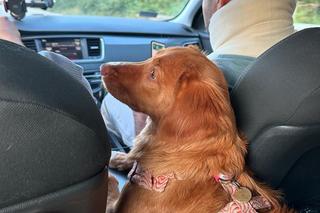 Gwiazda TVN miała poważny wypadek! Auto zostało zmiażdżone