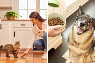 Czy wielkanocne pyszności są odpowiednie dla psa i kota? Na te aspekty warto zwrócić uwagę!