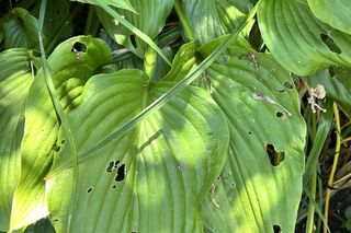 Rośliny, które lubią ślimaki: funkie