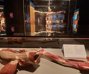 Wystawa Body Worlds w Szybie Wilson w Katowicach