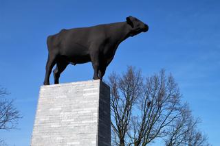 Pomnik byka we Wschowie