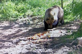 Niedźwiedź brunatny grasuje pod Tarnowem. Fotopułapka zrobiła mu zdjęcia