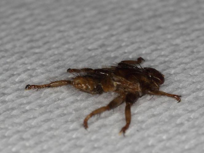 Latające kleszcze. Jak wygląda strzyżak sarni? Ukąszenie insekta jest nieprzyjemne i groźne dla ludzi