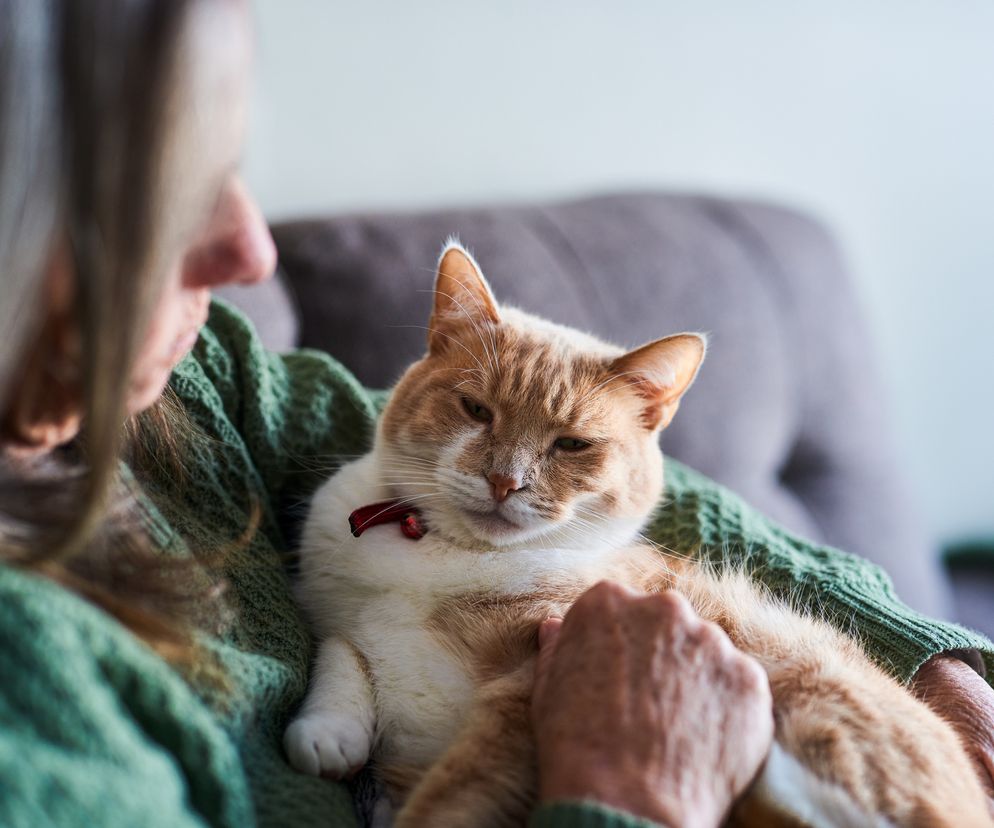 Już wiadomo, co zabija koty domowe. Potwierdzono 9 przypadków zakażenia