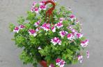 Pelargonia