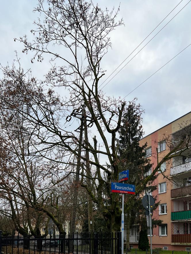 Drzewa na ulicy Socjalnej w Łodzi