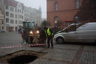 Sadzą drzewa na Rynku Nowomiejskim w Toruniu