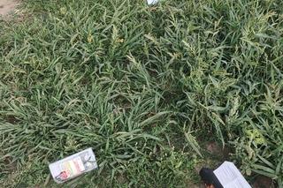 Niedawno otwarty, a już zaśmiecony. AromaPark w Bartążku tonie w śmieciach