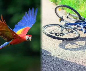 Papuga-terrorystka pod Poznaniem! Ptak miał spowodować kilka wypadków