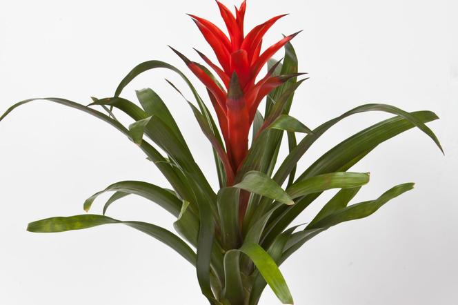 Guzmania 'Ostara' 