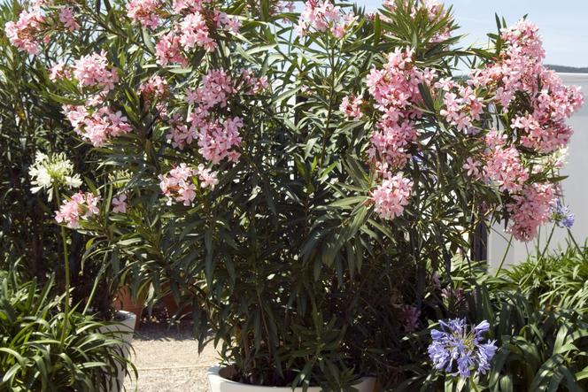 Oleander pospolity (Nerium oleander)