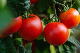 Letnie nawożenie warzywniaka. Sięgnij po tę herbatkę, a pomidory i ogórki będą smakowały jak nigdy dotąd