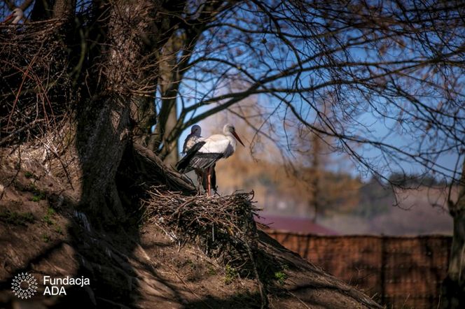 Naziemnne gniazda bocianów