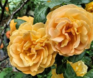 Róża wielokwiatowa 'Amber Queen®'