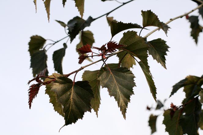 Brzoza brodawkowata 'Purpurea' - Betula pendula 'Purpurea' = Betula verrucosa 'Purpurea' = Betula alba 'Purpurea'