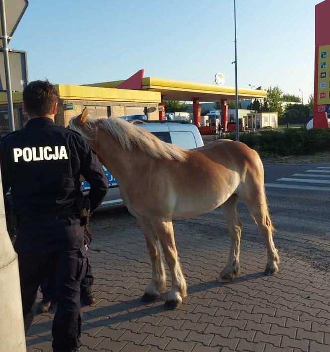 Po ul. Kozienickiej biegał samotny koń