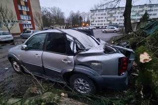 Powalone drzewa uszkodziły zaparkowane samochody