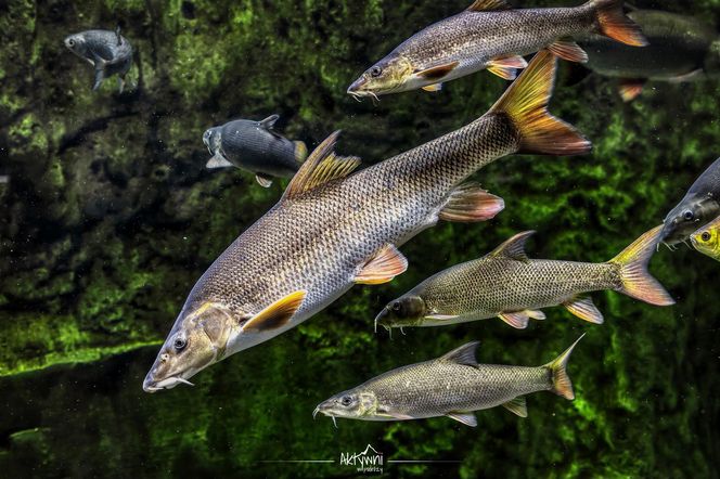 Ośrodek Edukacji Przyrodniczej w Umianowicach