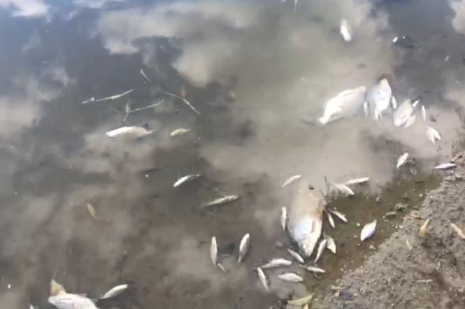 Tysiące śniętych ryb w Wiśle. To ekologiczna katastrofa? Jaka jest przyczyna?