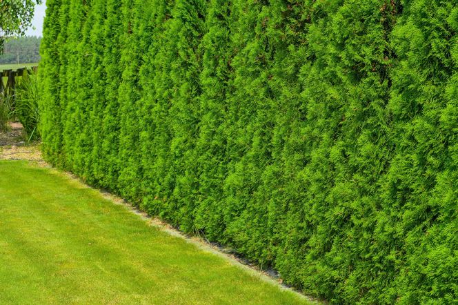 Żywopłot z żywotników