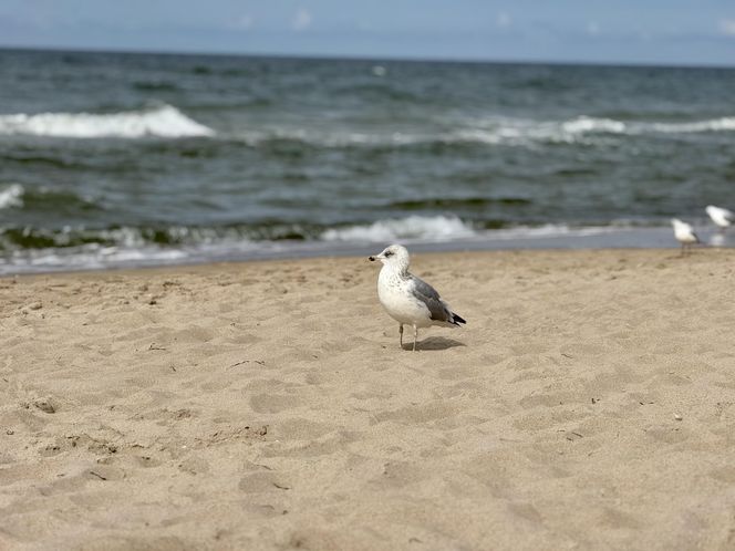 Widok z apartamentu Hevenia w Rewalu