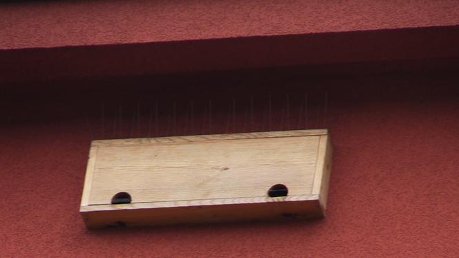 Kraków: Przy ul. Krzywy Zaułek powstały budki dla jerzyków, ale ptaki nie mogą z nich korzystać, bo... ktoś zatkał otwory [AUDIO, WIDEO]