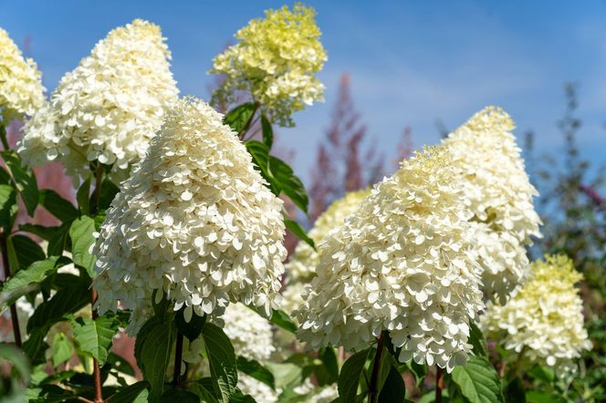 Hortensja bukietowa 'Phantom'