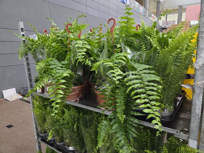 Festiwal Roślin znów zachwycił bydgoszczan! Setki gatunków i wyjątkowa atmosfera