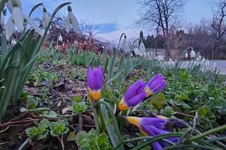 Pierwsze oznaki wiosny na Podkarpaciu! Przyroda budzi się do życia