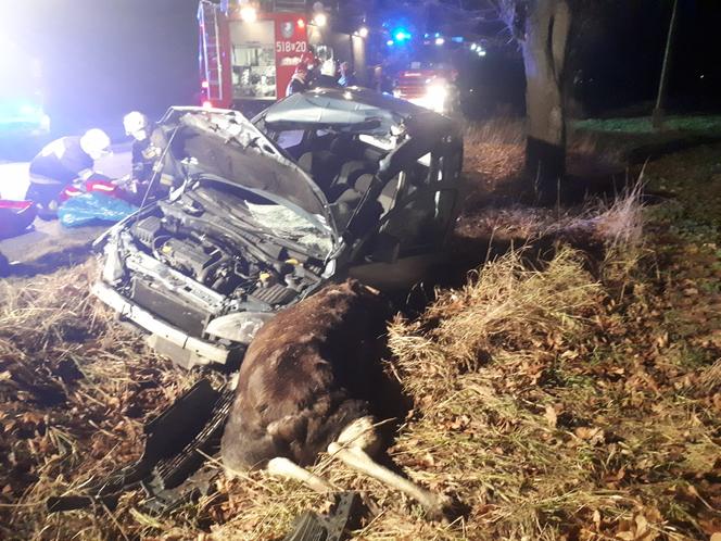 Łódzkie: Potężny ŁOŚ wbiegł wprost pod auto! Dramatyczne skutki zderzenia