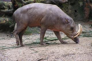 Babirussa