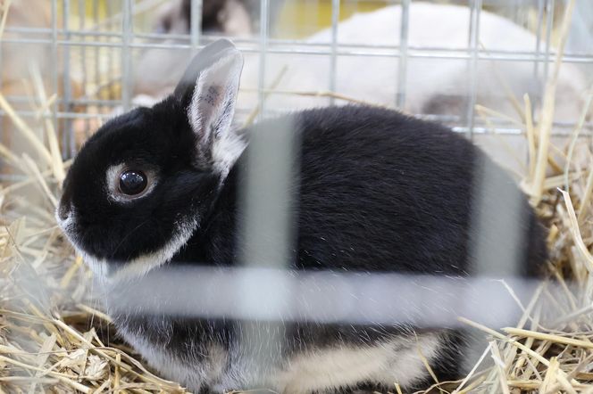 ZooPark ponownie przyciągnął do Targów Lublin tłumy miłośników zwierząt