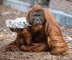 Pokazowe karmienia w Orientarium Zoo Łódź