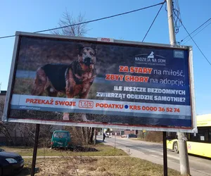 Billboardy zachęcające do adopcji starszych, schorowanych zwierząt pojawiły się w miastach Śląska i Zagłębia