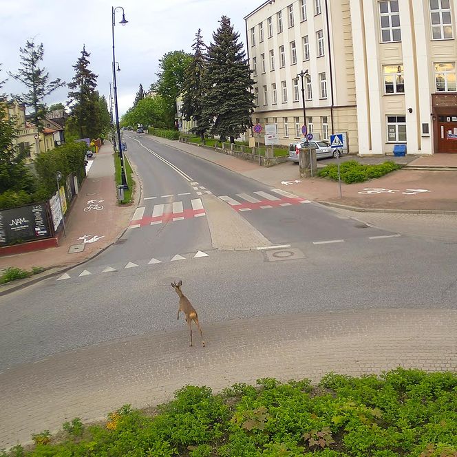 Koziołek przebiegł przez rondo i wbiegł do parku miejskiego w Siedlcach